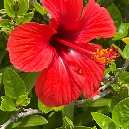 Quinta * Албуфейра