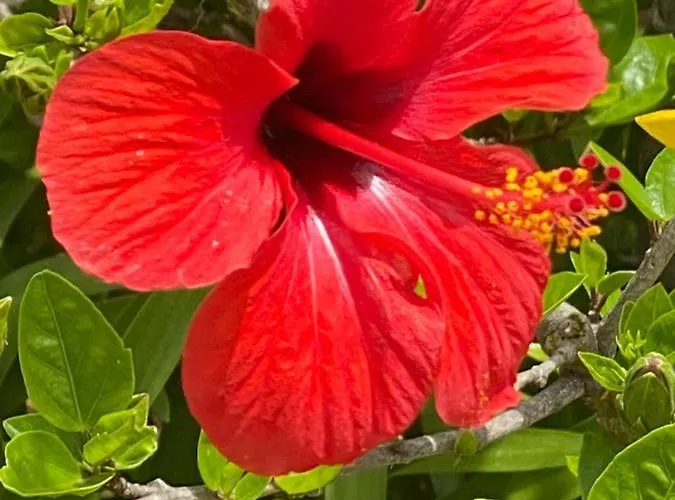 Quinta * البوفيرا